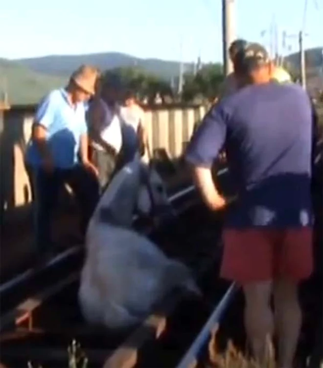Calul s-a speriat de un tren şi a încercat să treacă peste pod