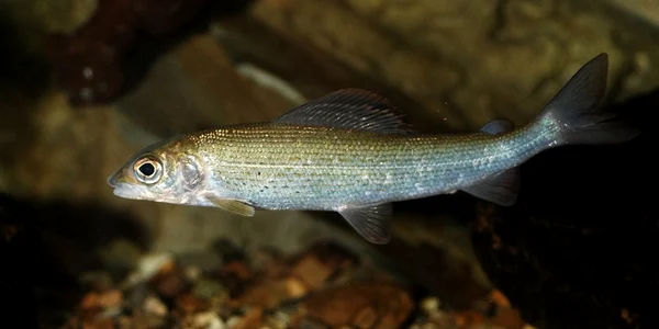 Lipan_Thymallus_thymallus_c-Wikipedia