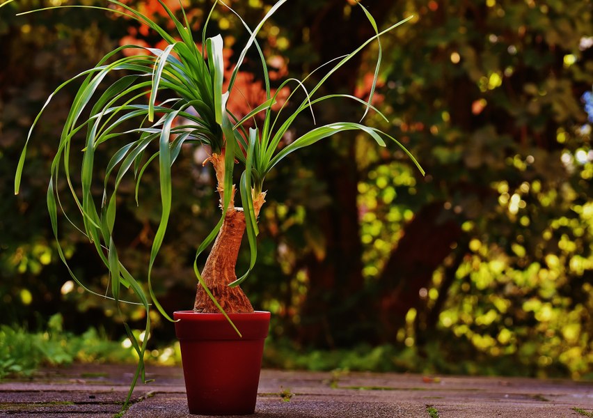Înainte să renunți la o plantă, încearcă acest truc de două minute pentru a o readuce la viață