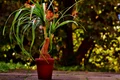 planta in ghiveci jpg