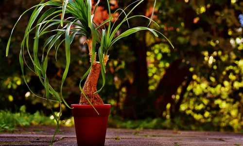 planta in ghiveci jpg