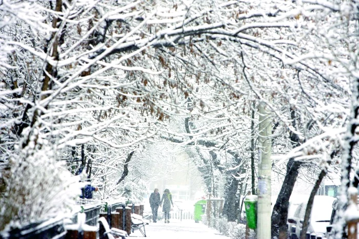 
    Copacii abia mai ţin stratul gros de nea  