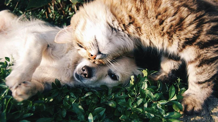 pexels snapwire 46024 jpg