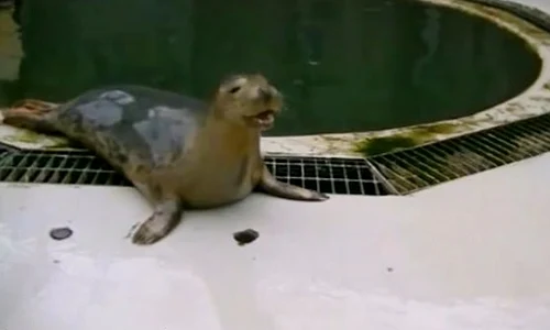 foca jpeg