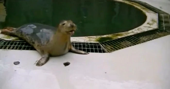 Zola a cântat cel mai binecaptură video