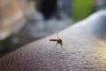 mosquito 2566773 1280 jpg