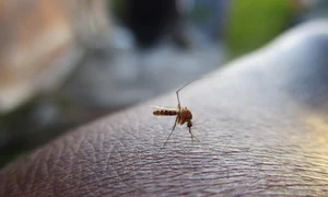 mosquito 2566773 1280 jpg