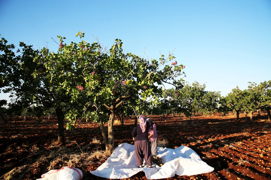Plantații de fistic. Foto: Daily Sabah