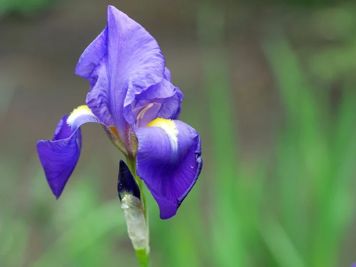 Începutul verii va fi unul răcoros