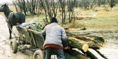 Polițiștii au confiscat tot materialul lemnos
