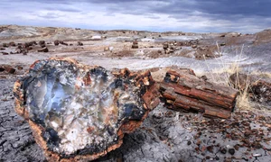 jillmackie petrified forest 293076 jpg
