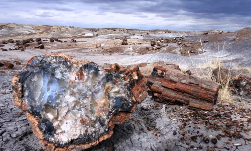 jillmackie petrified forest 293076 jpg