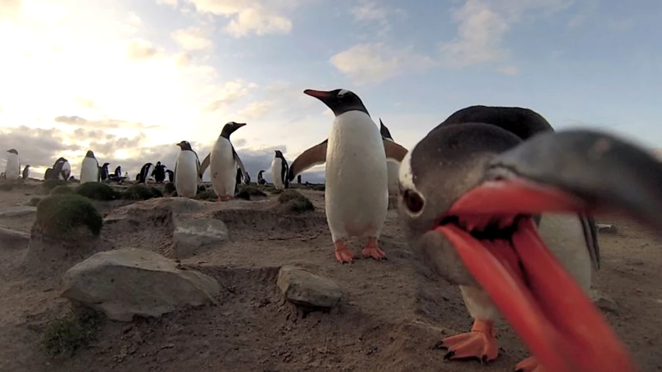 Pinguini (Foto: Photoland/Caters)