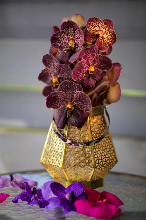 Orhideea Vanda, așezată într-un felinar