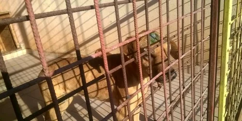 Ce a rămas în urma tragediei de la adăpostul de câini Danyflor