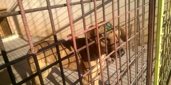 Ce a rămas în urma tragediei de la adăpostul de câini Danyflor