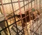 Ce a rămas în urma tragediei de la adăpostul de câini Danyflor