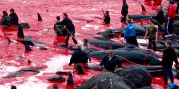 FOTO Vânătoarea de balene: tradiţie de peste 400 de ani în Insulele Feroe / Cum comentaţi?