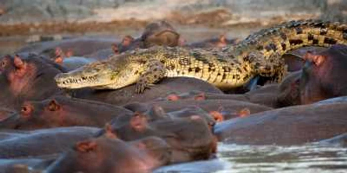 Rusia va importa carne de crocodili şi hipopotami din ţări asiatice pentru a înlocui carnea de vită şi porc