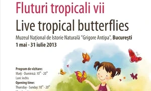 Minciuni de vară, Fluturi tropicali jpeg