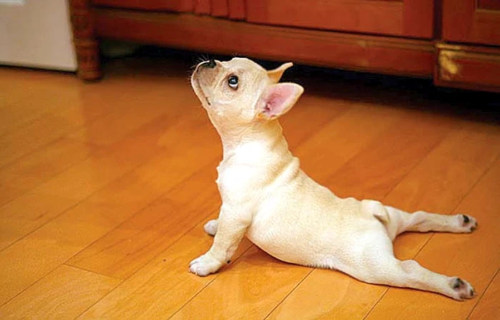 Sunt Zen! Sunt Zen! Sunt Zeeeen!