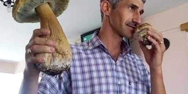 ciuperca
