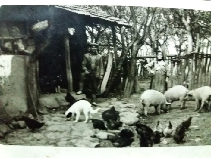 Săteni alături de animalele din curte FOTO Cristian Stoica 