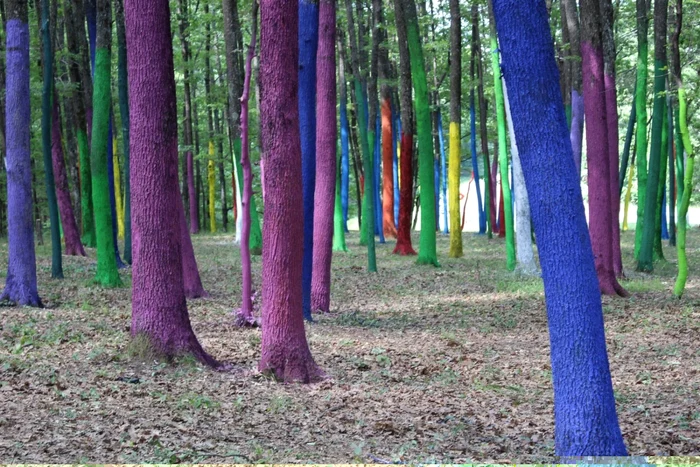 Un colţ de pădure a devenit un tablou viu