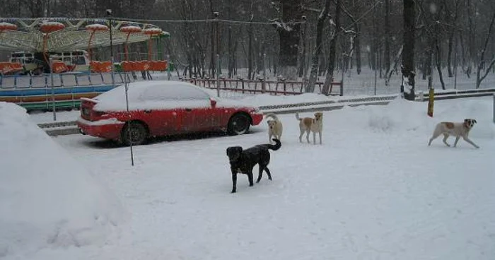 Maidanezii au luat în stăpânire toate parcurile