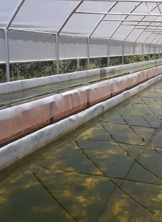 Apa cu nutrienţi e pompată pe jgheaburi suspendate, în care vor fi cultivate legumele 