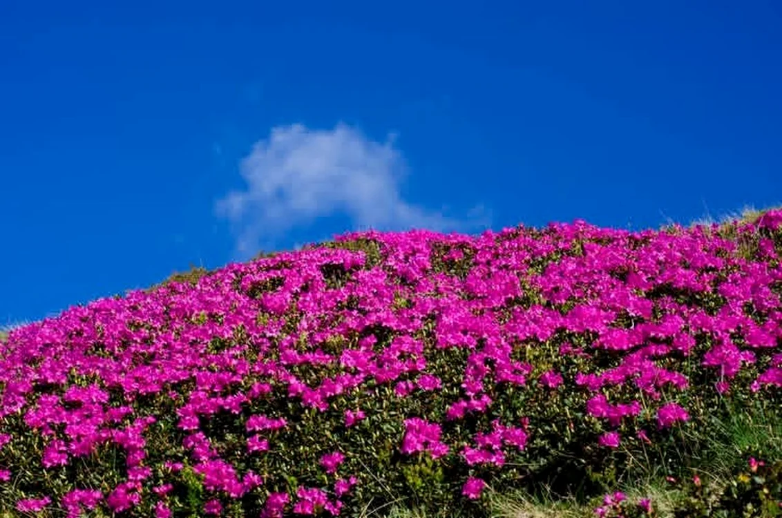 Bujorul de munte, în apogeul înfloririi în Călimani (© Laurențiu Balint)