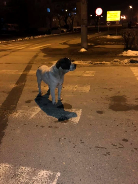 Câinele a fost abandonat pe o stradă din municipiul Motru