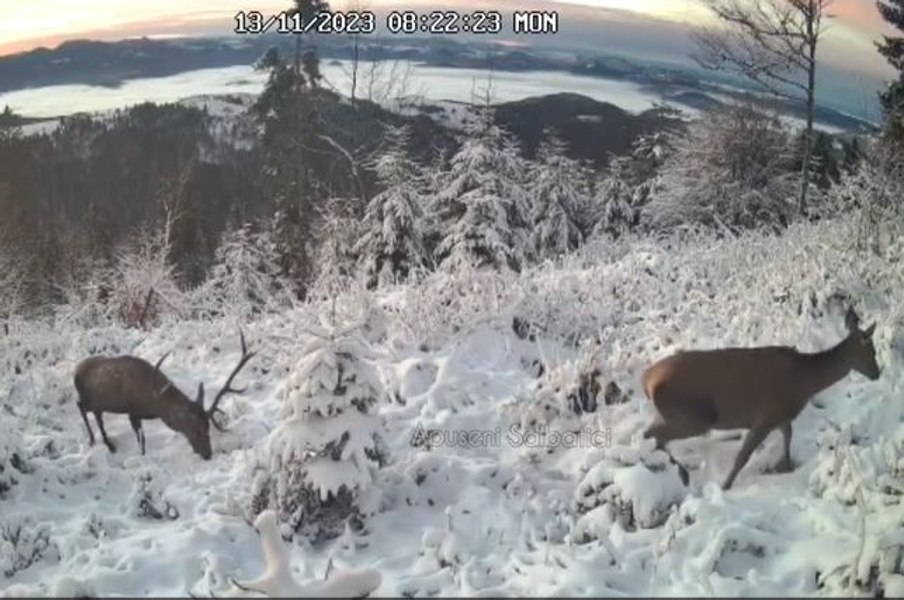 Un cerb maiestuos, două ciute și prima zăpadă. Imagini spectaculoase din Munții Apuseni VIDEO
