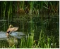 Foto Facebook/Wildlife Photography Targu Jiu