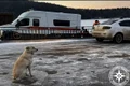 caine belka stapan mort rusia jpg