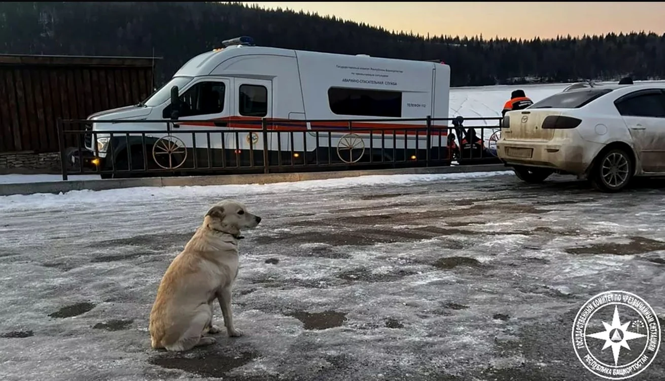 Câinele Belka din Rusia, care își așteaptă stăpânul mort în fața unui râu înghețat
