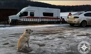 caine belka stapan mort rusia jpg