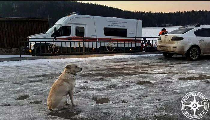 Câinele Belka din Rusia, care își așteaptă stăpânul mort în fața unui râu înghețat