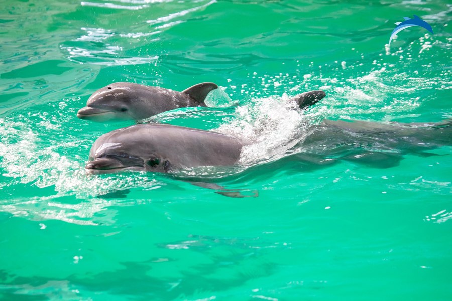 Puiul de delfin născut în captivitate va putea fi admirat de public. Încep reprezentațiile la Delfinariul din Constanța VIDEO 