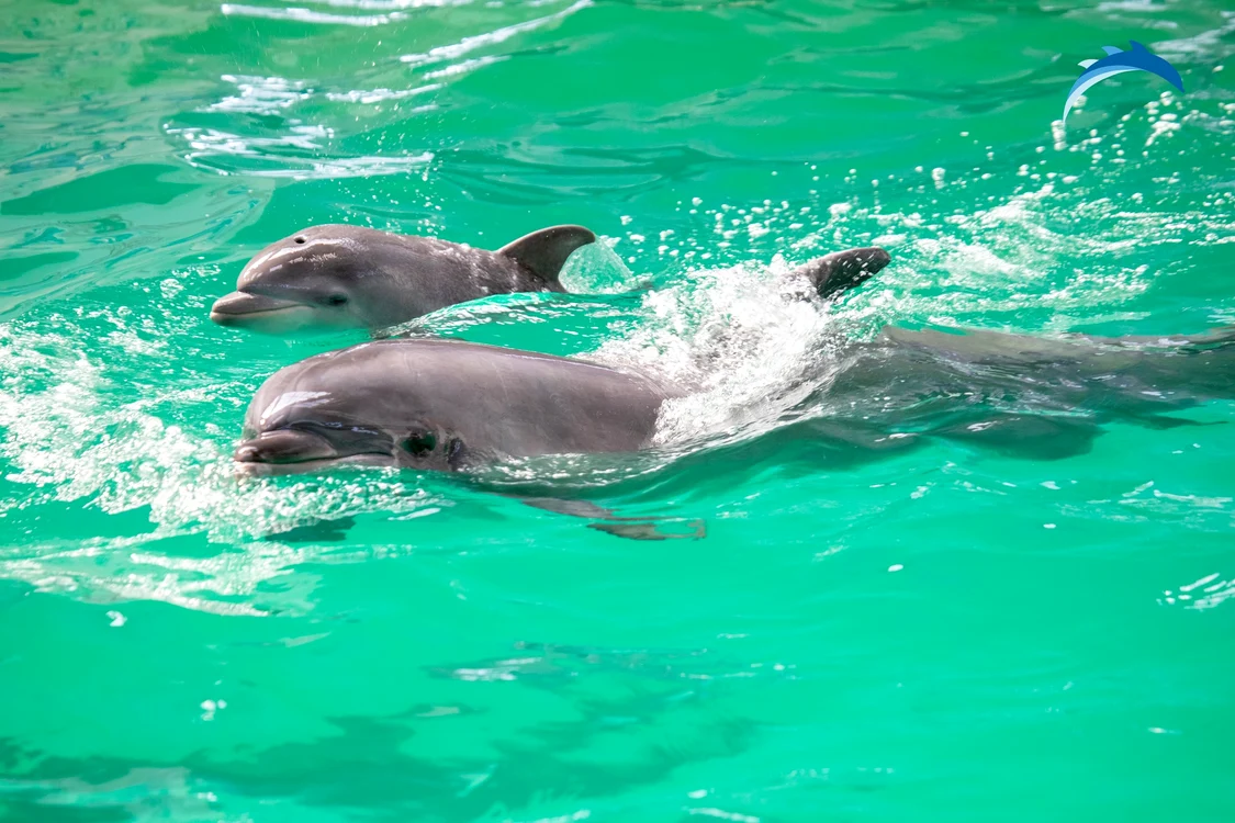 Puiul de delfin FOTO Delfinariul Constanța