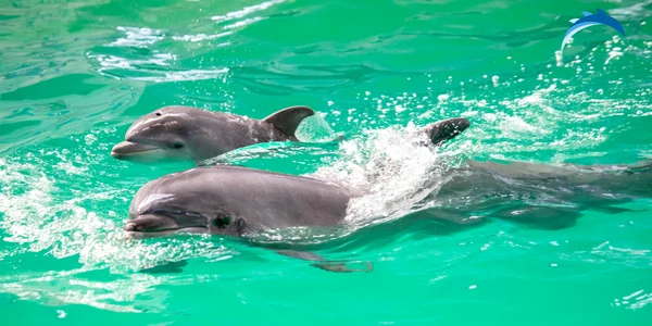 Pui delfin Delfinariul Constanța jpg