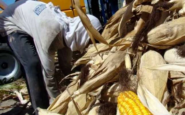 Hoţul de porumb s-a ales cu dosar penal