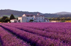 lavender field plants agriculture violet aroma blossom rural fragrance 911061 jpg