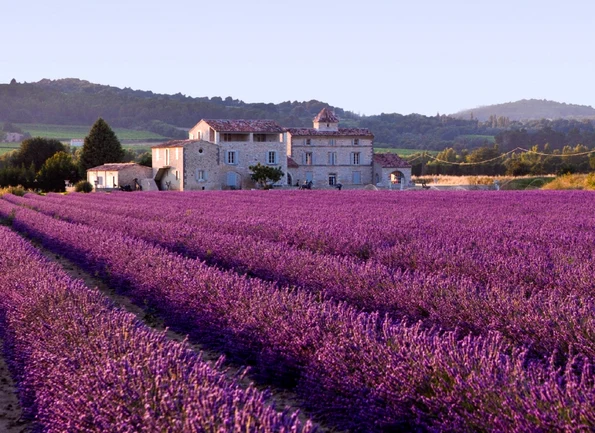 lavender field plants agriculture violet aroma blossom rural fragrance 911061 jpg