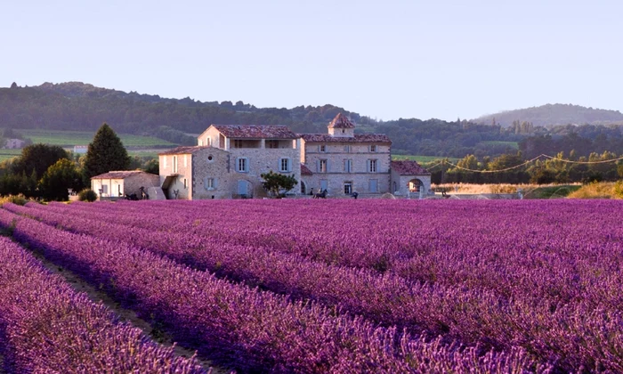 lavender field plants agriculture violet aroma blossom rural fragrance 911061 jpg