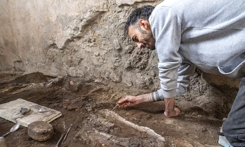 Două schelete ale unor ecvide, descoperite în brutăria complexului Casti Amanti (© Facebook / Pompeii - Parco Archeologico)