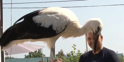 barza 2 fota captura antena3 jpg