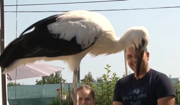 Barza nu mai vrea să plece de la casa familiei Foto: Captură Antena 3