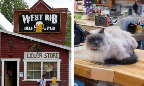 Pisica primar din Alaska colaj jpg