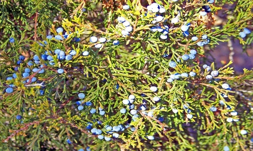 ulei esenţial de ienupăr jpeg